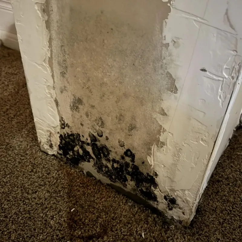 Professional Mold Removal in Plain City, OH
